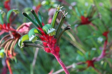 Kangaroo Paw